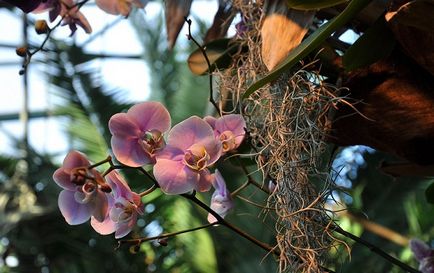 Види і екзотичні сорти орхідей
