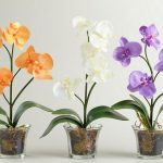 Види і екзотичні сорти орхідей