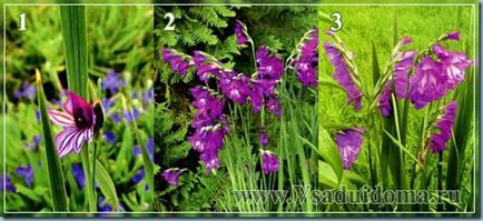 Specii Gladiolus - cultivarea și îngrijirea, specia și reproducerea, site-ul despre grădină, cabana și plantele de interior