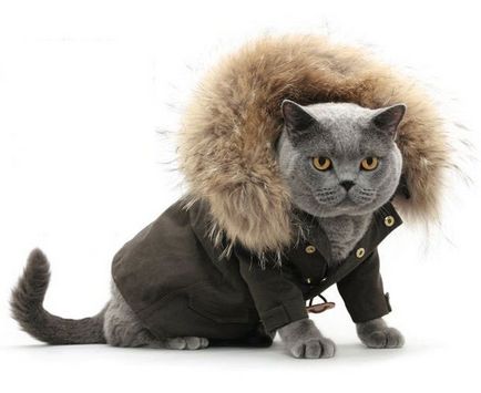 Викрійки одягу для кішок тепла куртка для кішки - донський сфінкс Крисік