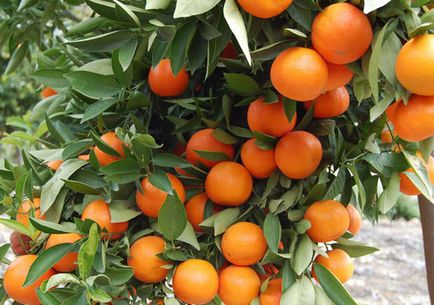Citrusfélék nőnek a párkányon (citrusfélék) Citrus nőnek egy ablakpárkányon