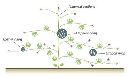 Cultivarea pepenilor verzi în selecția de soiuri de soiuri, pregătirea semințelor, cultivarea și plantarea răsadurilor,