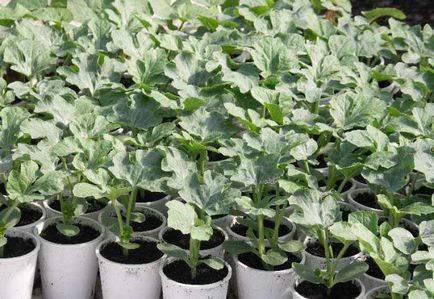 Növekvő görögdinnye az üvegházban különböző minőségekben, előkészítése magvak, termesztés és ültető palánták,