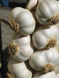 Cultivarea usturoiului - afaceri bazate pe acasă