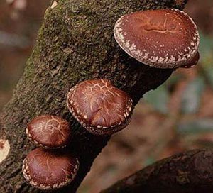 Cultivarea ciupercii shiitake în condiții de casă fotografie video, reședință de vară preferată