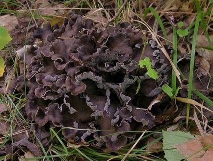 Növekvő chanterelles telken