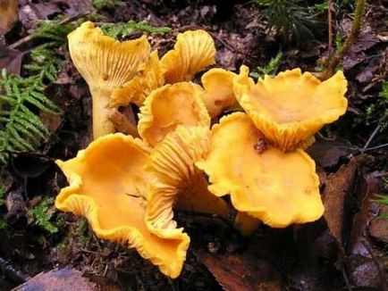 Chanterelles crescând pe un teren privat