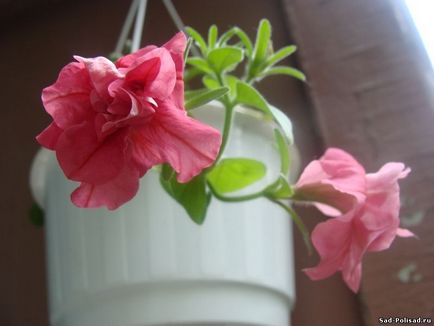 Cultivarea petuniilor din semințe - flori de interior - flori - catalog de articole - grădină, cabană, grădină de bucătărie