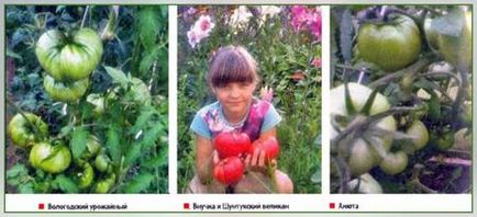 Вирощування помідорів в мінливих кліматичних умовах, сайт про сад, дачі і кімнатних рослинах