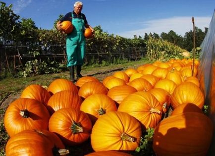 Cultivarea dovleacului în Ural