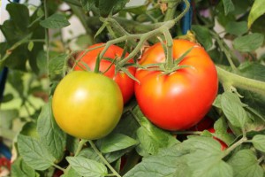 Вирощування томатів для ледачих, для