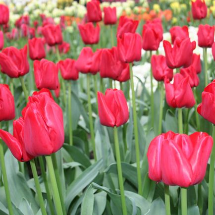 Вирощування тюльпанів на гідропоніці, бізнес на тюльпани, екскурсія на - фабрику - тюльпанів