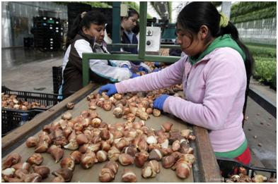 Cultivarea lalelelor pe hidroponie, afaceri la lalele, excursii la - o fabrică - lalele