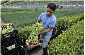 Cultivarea lalelelor pe hidroponie, afaceri la lalele, excursii la - o fabrică - lalele