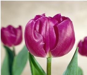 Вирощування тюльпанів на гідропоніці, бізнес на тюльпани, екскурсія на - фабрику - тюльпанів