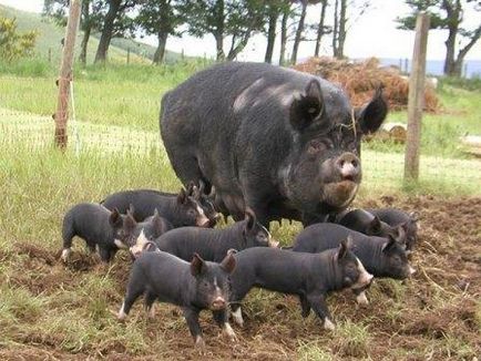 Вирощування в'єтнамських свиней, як бізнес