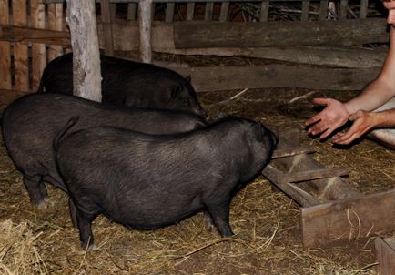 Вирощування в'єтнамських свиней, як бізнес