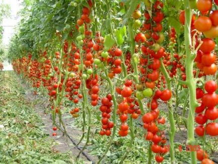 Висаджувати розсаду томатів в теплицю, фото