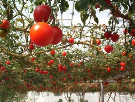 Plantarea răsadurilor de roșii într-o seră, fotografie