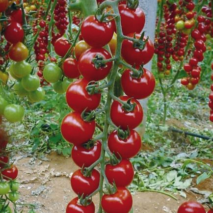 Plantarea răsadurilor de roșii într-o seră, fotografie