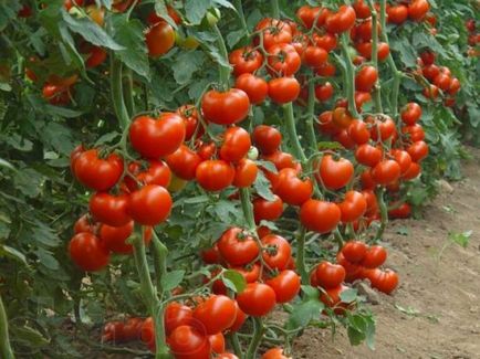 Висаджувати розсаду томатів в теплицю, фото