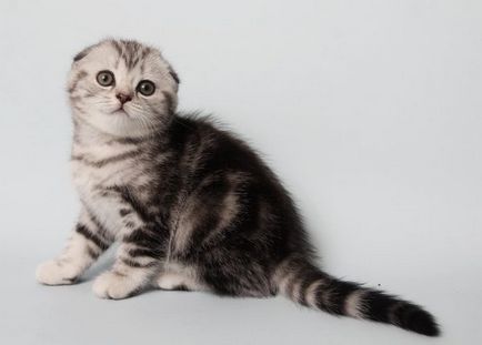 Висловухі шотландські кошенята - догляд і харчування