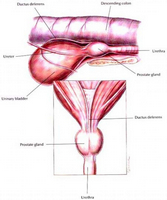 Veți afla cum - wobenzym - acționează cu prostatită