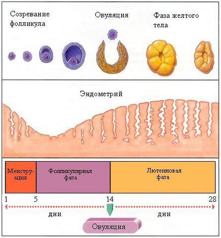 У гонитві за овуляцією фолікулометрія