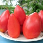 Rădăcini de tomate într-o seră și teren deschis, și, de asemenea, lupta cu ei