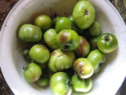 Rădăcini de tomate într-o seră și teren deschis, și, de asemenea, lupta cu ei