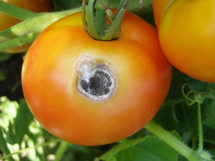 Rădăcini de tomate într-o seră și teren deschis, și, de asemenea, lupta cu ei