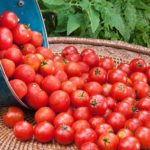 Rădăcini de tomate într-o seră și teren deschis, și, de asemenea, lupta cu ei