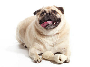 Totul despre obezitate la câini, un site despre câini mici și nu numai