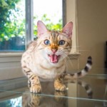 Himma (himmy) - a legkövérebb macska a világon Ausztrália - a szeretet a macskák
