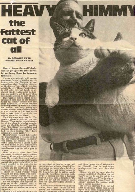 Himma (himmy) - a legkövérebb macska a világon Ausztrália - a szeretet a macskák