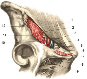 Хірургічна анатомія стегнового трикутника
