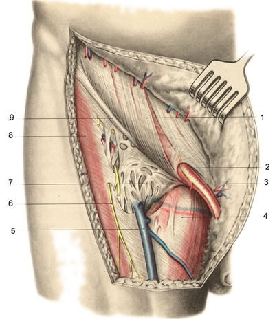 Anatomia chirurgicală a triunghiului femural