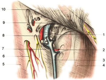 Anatomia chirurgicală a triunghiului femural