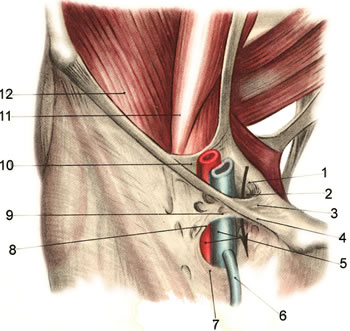 Anatomia chirurgicală a triunghiului femural