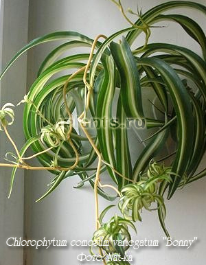 Chlorophytum Chlorophytum - видове, грижа, размножаване и отглеждане проблеми