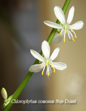 Chlorophytum chlorophytum - Specii, îngrijire, reproducere și probleme de creștere