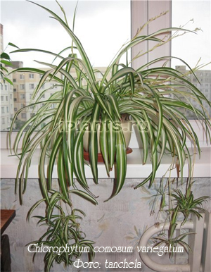 Chlorophytum chlorophytum - Specii, îngrijire, reproducere și probleme de creștere