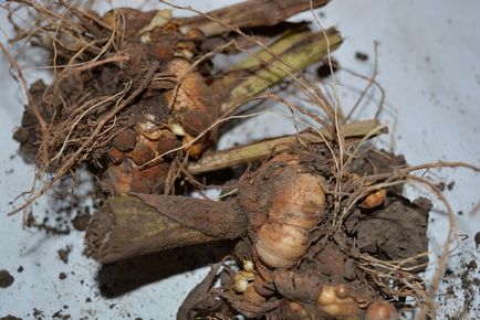 Depozitarea gladiolilor după excavare, fotografierea, plantarea unei grădini