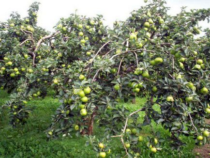 Arborii de arbori pentru suburbii sunt cele mai bune pentru plantare