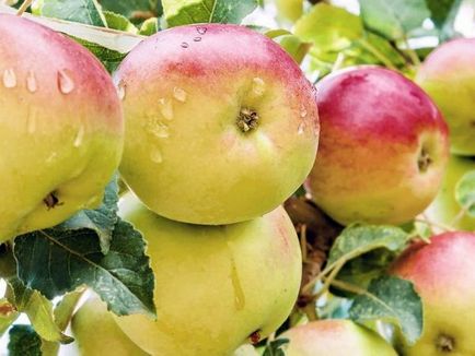 Az almafák a moszkvai régió legjobb fajta ültetés