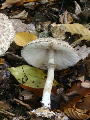 Fotografia umbrelă fungică fungică și descrierea ciupercii necomestibile, cum să distingi umbrela de ciuperci de otrăvire