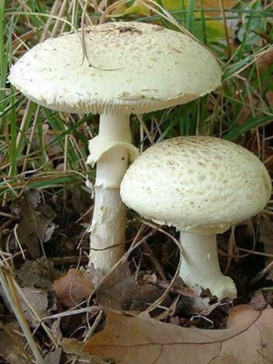 Fotografia umbrelă fungică fungică și descrierea ciupercii necomestibile, cum să distingi umbrela de ciuperci de otrăvire