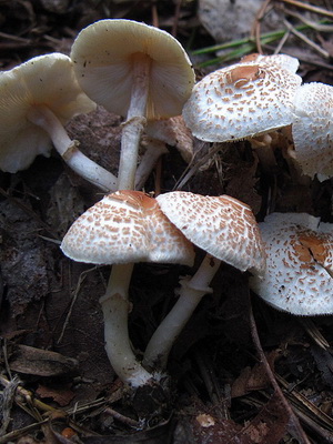 Отруйний гриб парасольку фото і опис неїстівного гриба, як відрізнити гриб парасольку від отруйного