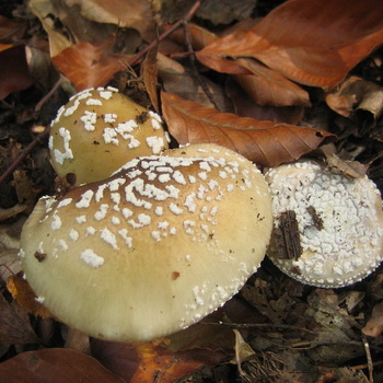 Fotografia umbrelă fungică fungică și descrierea ciupercii necomestibile, cum să distingi umbrela de ciuperci de otrăvire