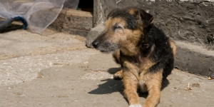 Ягдтерьер (німецький мисливський тер'єр), характеристика породи собаки, відгуки власників
